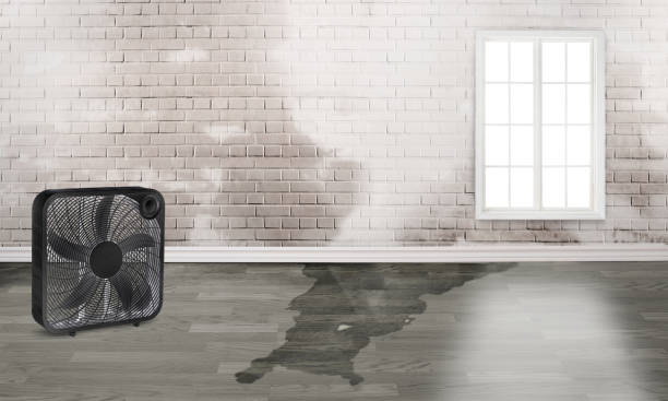 Best Mold removal after water damage  in Rutherford, PA